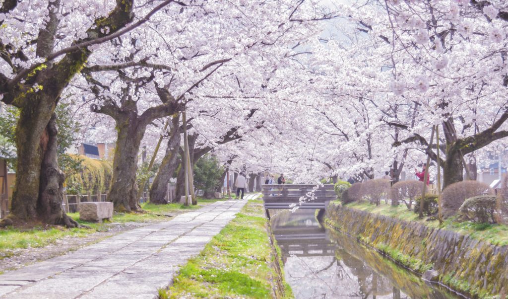 写真：京都の桜の画像