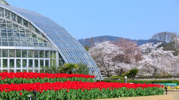 京都府立植物園